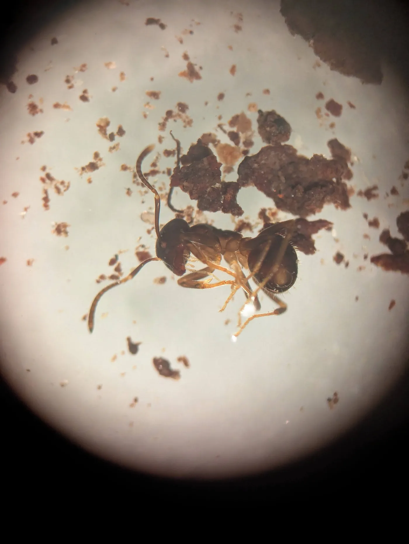 Environmental DNA sequencing