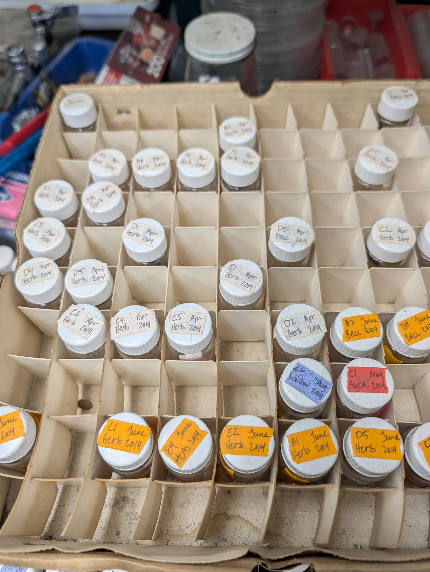 Dried specimen detail