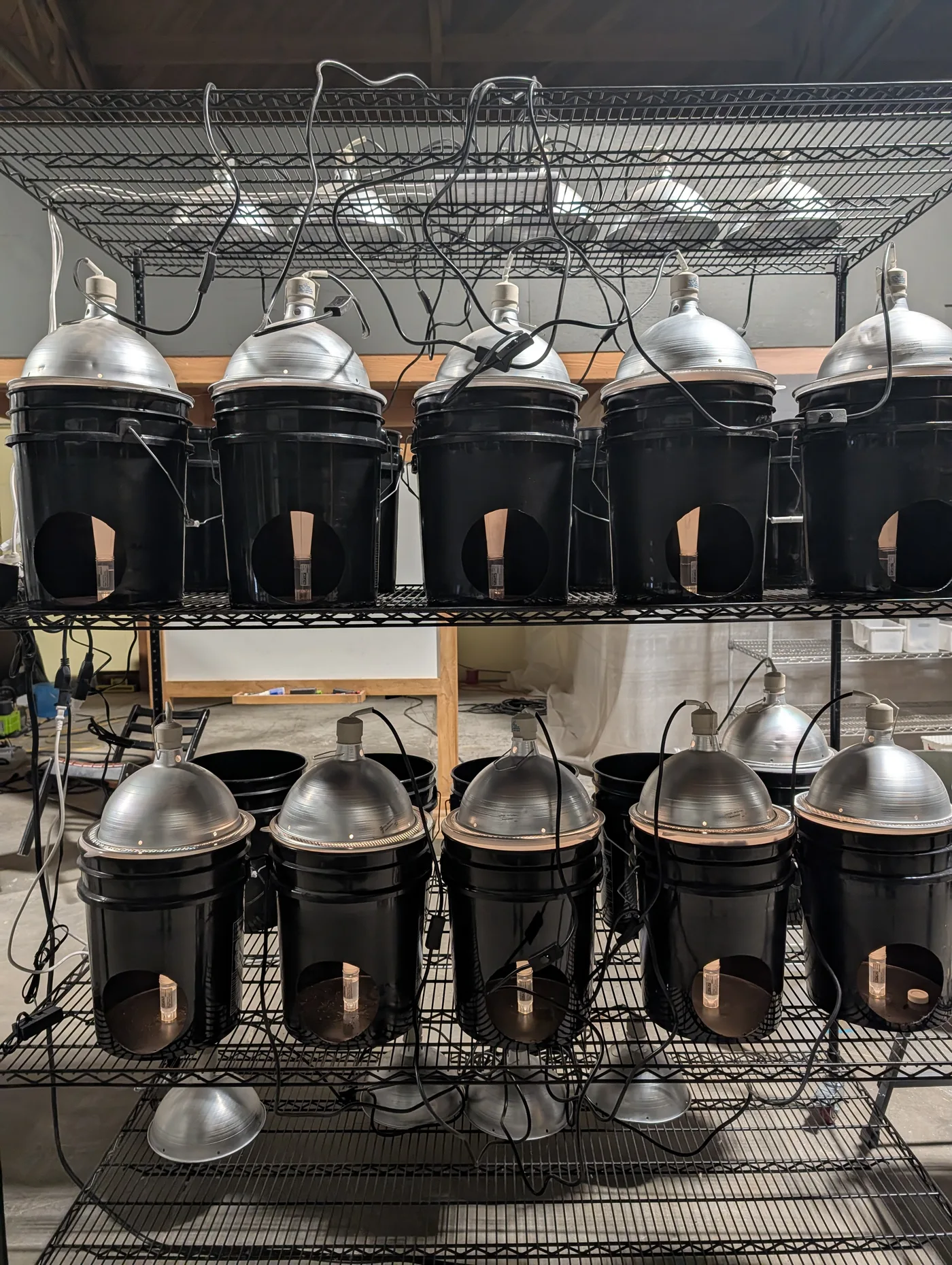 Berlese funnel array for insect extraction